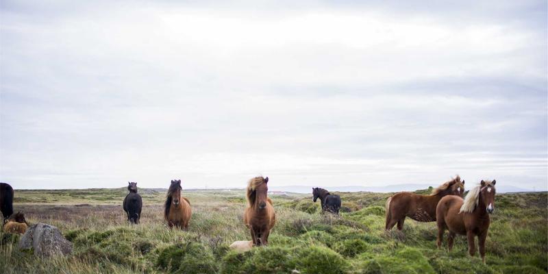新兴市场跨境电商蓝海：东南亚、中东及拉美市场的机遇、挑战与实战策略（附Listing优化与Amazon FBA指南）